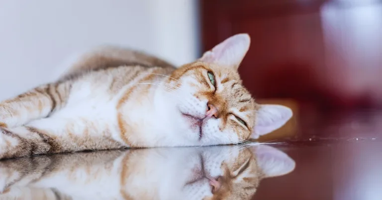 How to Stop Being Lazy Simple things that actually help feature image How to Stop Being Lazy Simple things that actually help feature image