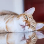 a lazy cat
