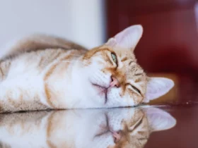 a lazy cat